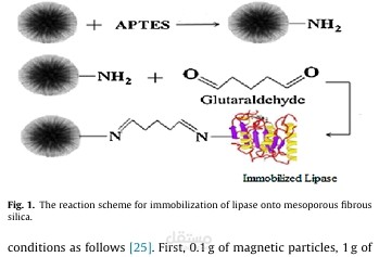 Immobilization of lipase on mesoporous silica nanoparticles with hierarchical fibrous pore