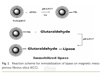 Synthesis of paramagnetic dendritic silica  nanomaterials with fibrous pore structure  (Fe3O4@KCC-1) and their application in  immobilization of lipase from Candida rugosa  with enhanced catalytic activity and stability