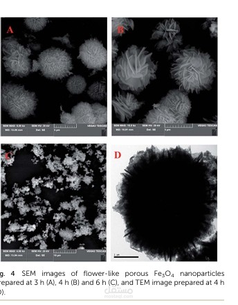 Micron-sized flower-like Fe3O4@GMA magnetic  porous microspheres for lipase immobilization