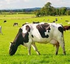 Cattle Disease Classification using Deep Learning (CNN)