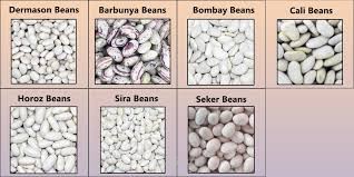 Dry Bean Classification using Deep Learning