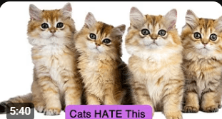 10 Things Cats Hate That You Should Avoid