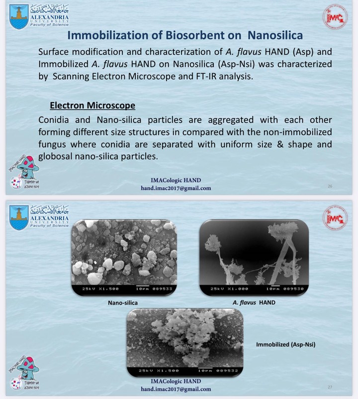 تليين المياه بواسطة فطر Aspergillus flavus HAND المثبت على النانو سيليكا (Asp-NSi)