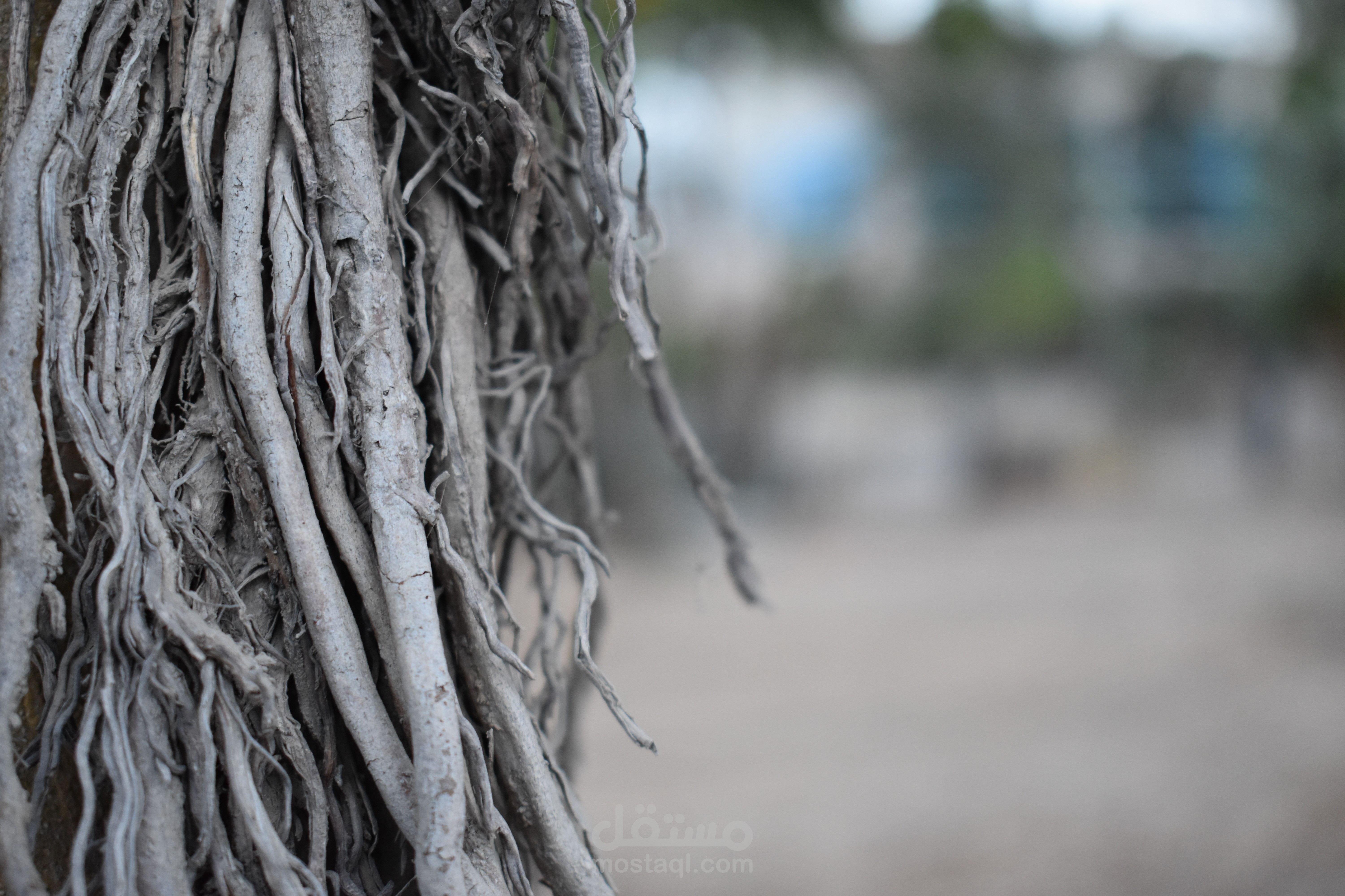 تصوير كانون 6d