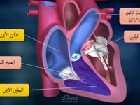 موشن جرافيك الدورة الدموية