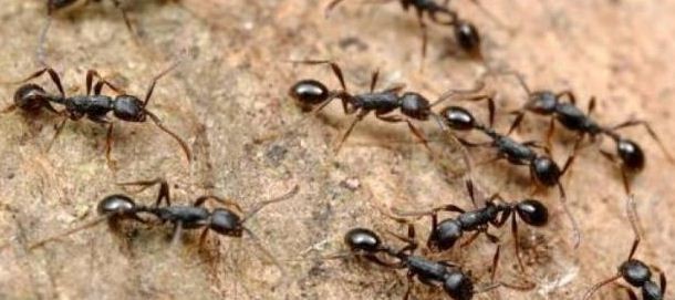 خمس حقائق لا تعرفها عن النمل