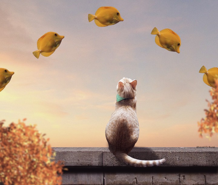 حلم قطة: أسماك طائرة