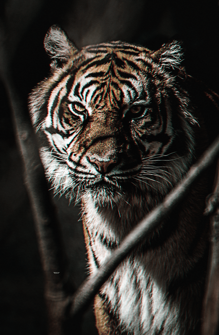 Fear the tiger