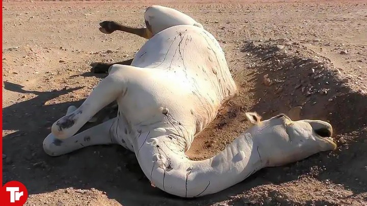 ترجمة فديو يوتيوب ثلاثة ملايين مشاهدة  Don't Touch a Dead Camel in the Desert..It Will Explode