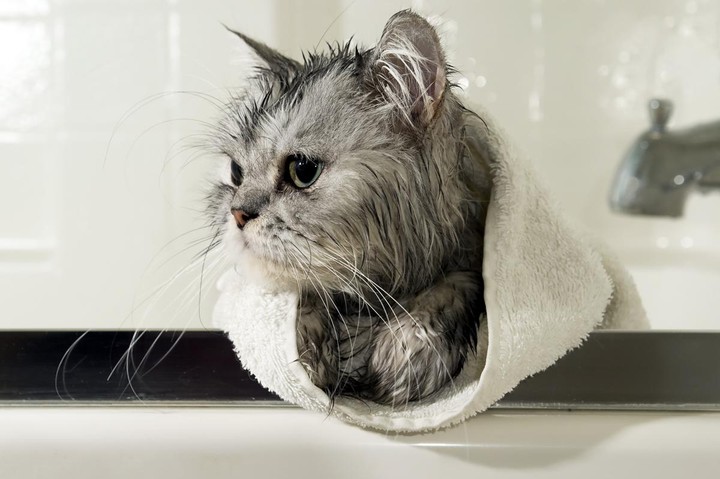 how to bathe a cat