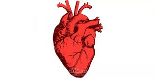 ترجمة مقال طبي "Cardiac Output and Heart Rate"