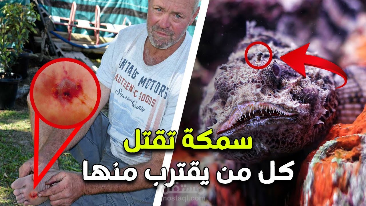 سكريبت وثائِقي بعنوان: الأسماكُ الحَجَرِيَّةُ.. أخطرُ الأسماكِ فِي العَالمِ.