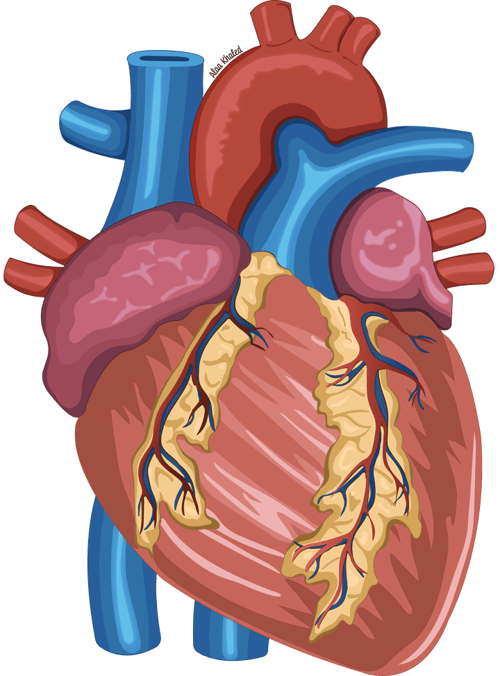 Human heart