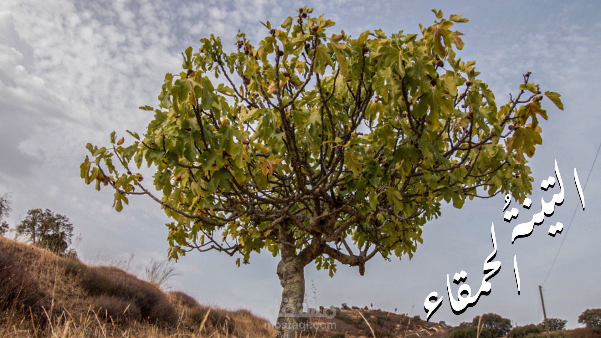 إلقاء شعر