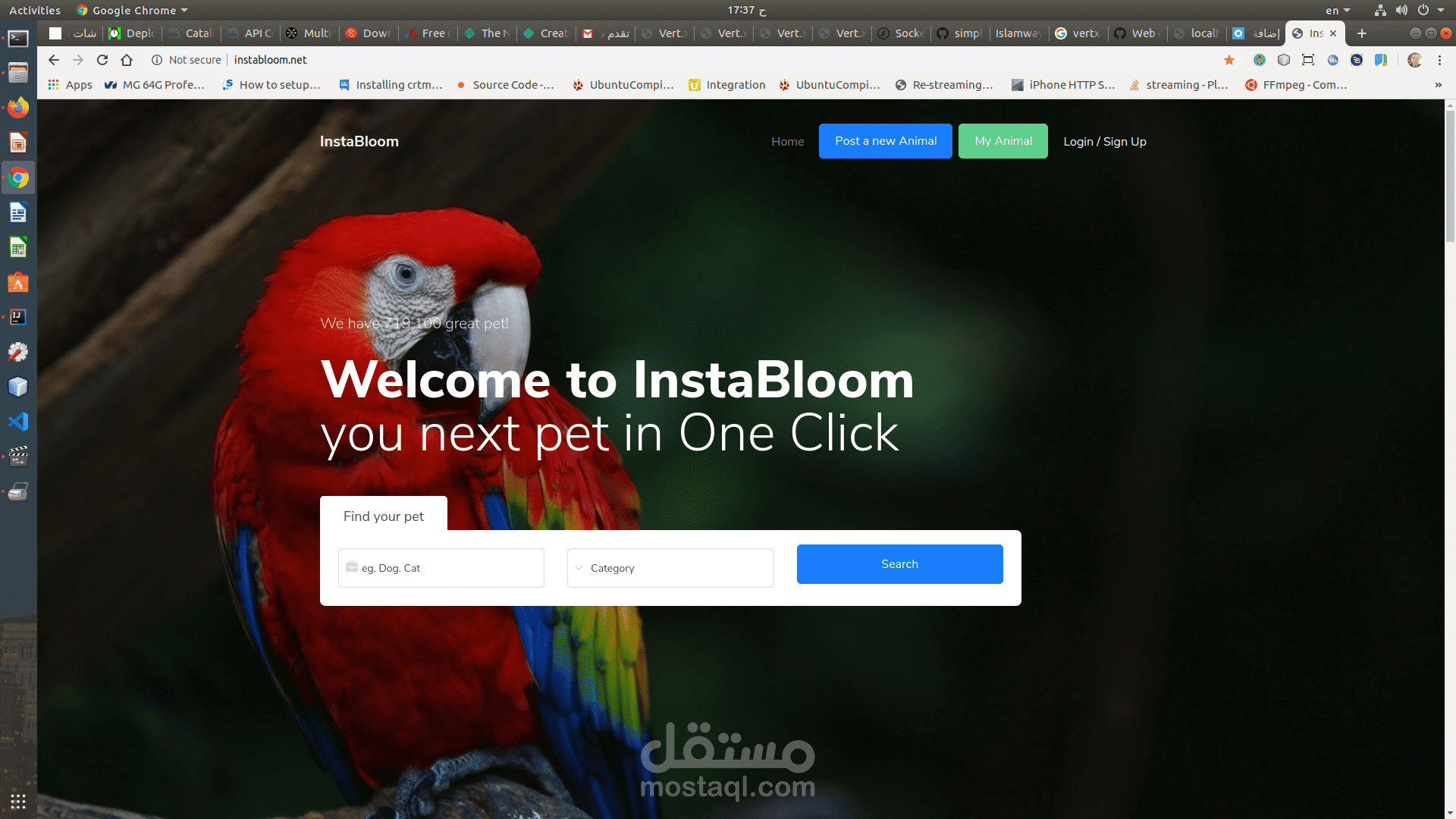 instabloom