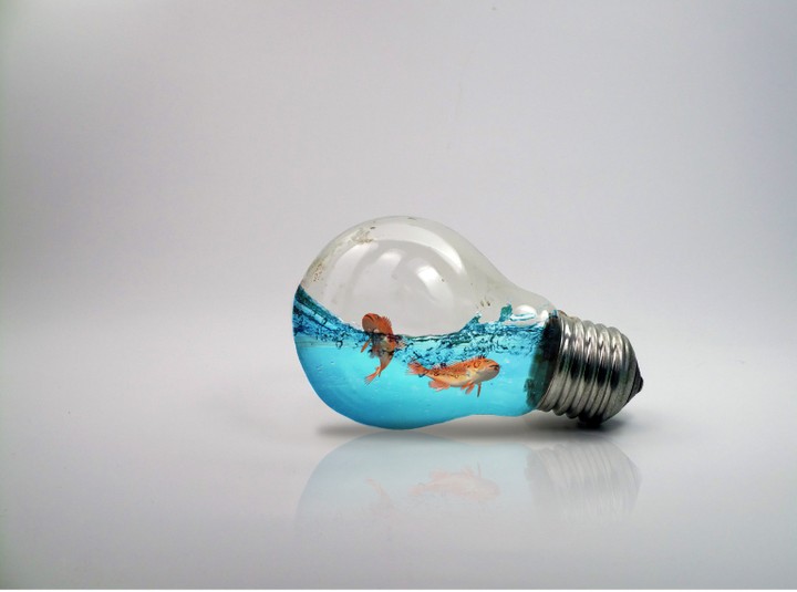 fish bulb