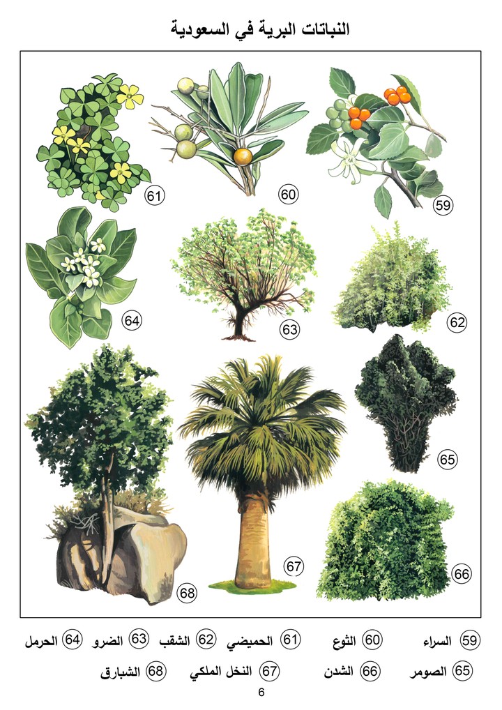 رسم نباتات السعودية