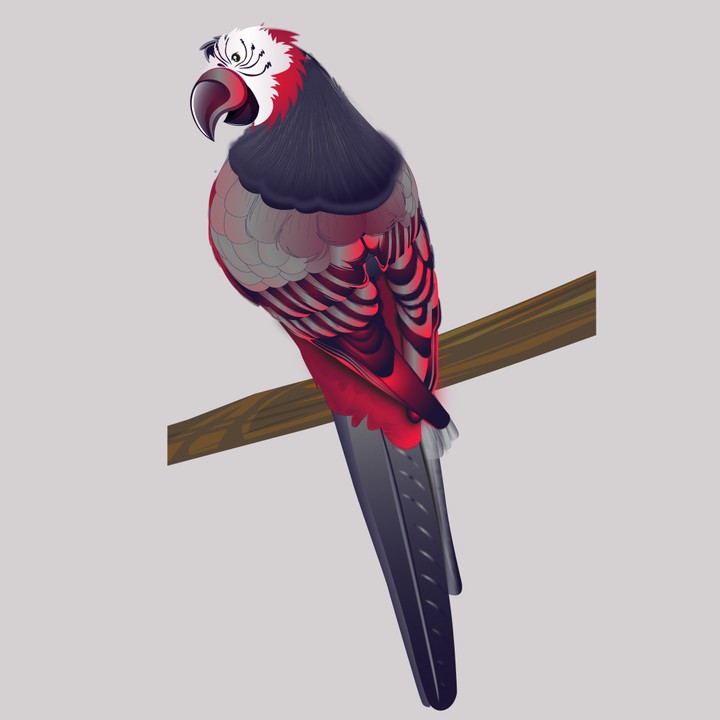 Illustration Parrot