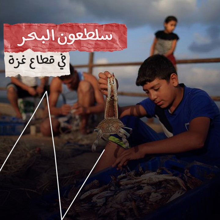 انفو فيديو عن موسم السلطعونات في قطاع غزة