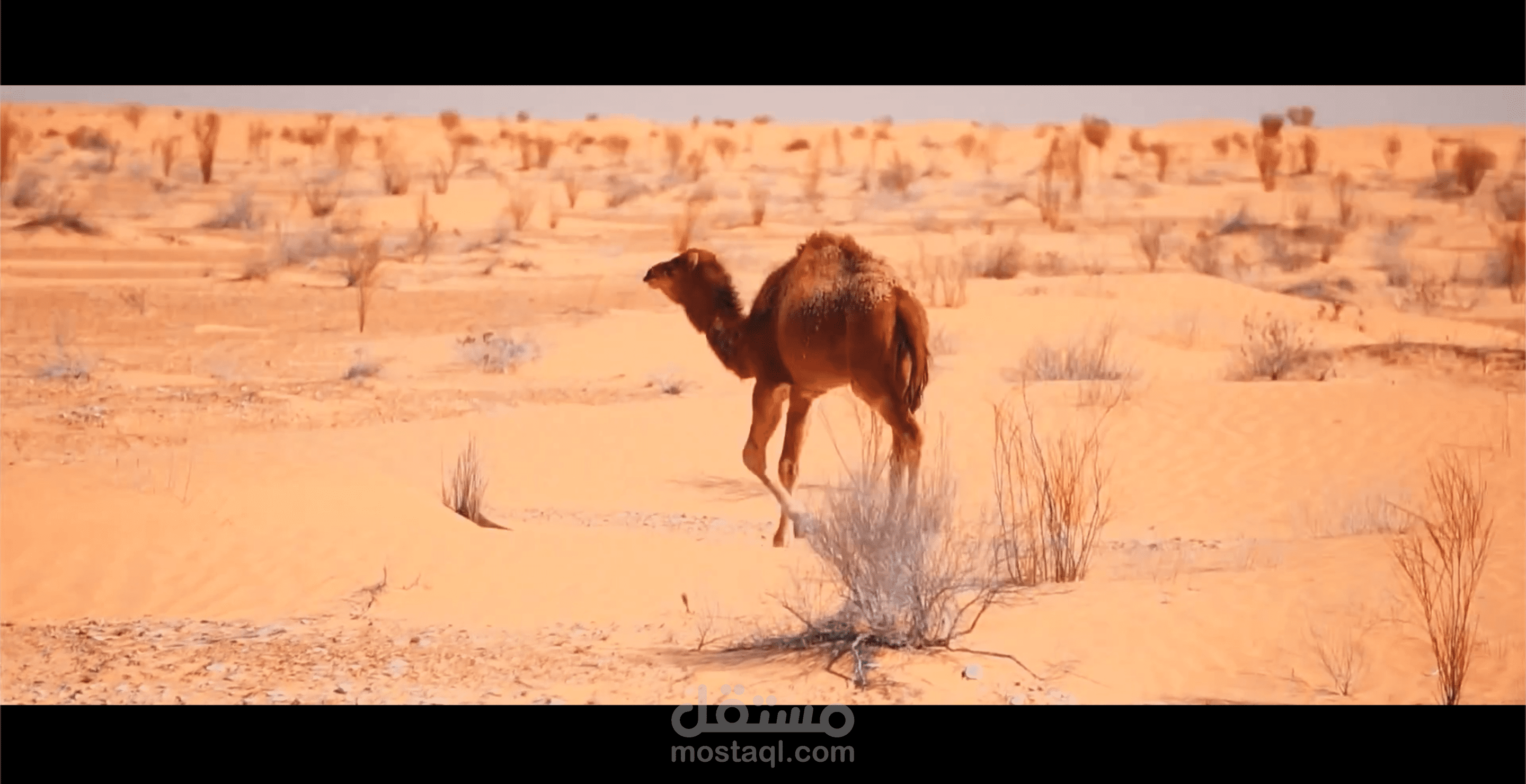 اكتشف العالم العربي | مستقل