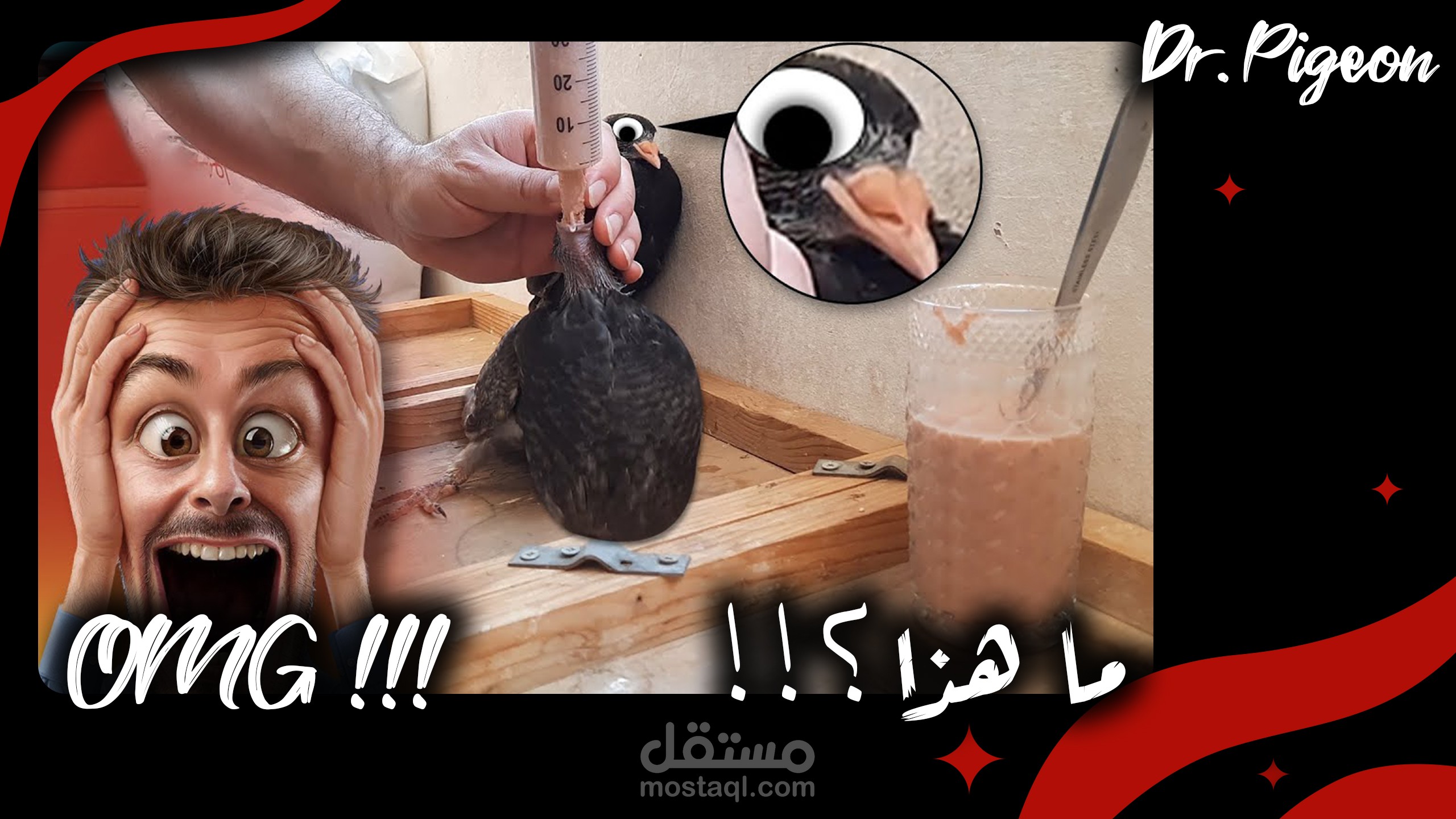 How to Feeding Baby Pigeons by Hand | اعتمد على نفسك في تربية الحمام | اطعام زغاليل الحمام بشكل يدوي