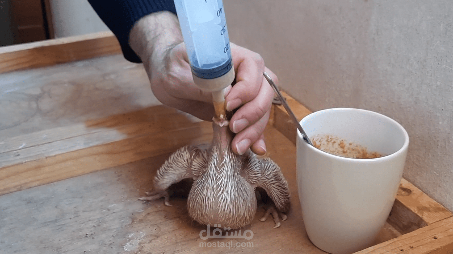 Hand Feeding Baby Pigeons | اطعام زغاليل الحمام بشكل يدوي