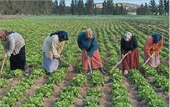 كتابة محتوى علمي/بيئي باللغة الانجليزية - Climate Change Impacts on Palestinian Women