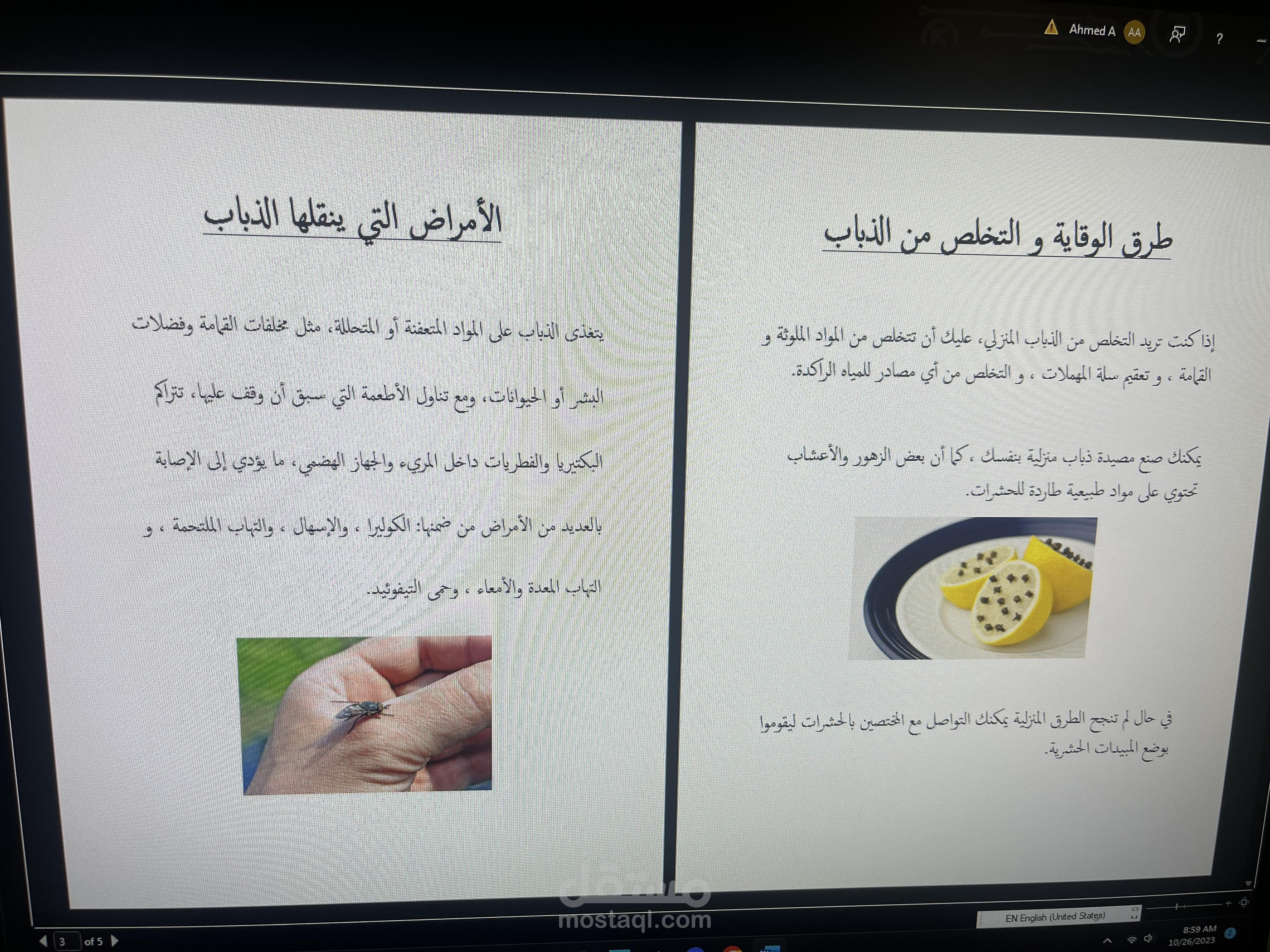 بحث عن الذباب للصف الرابع الابتدائي