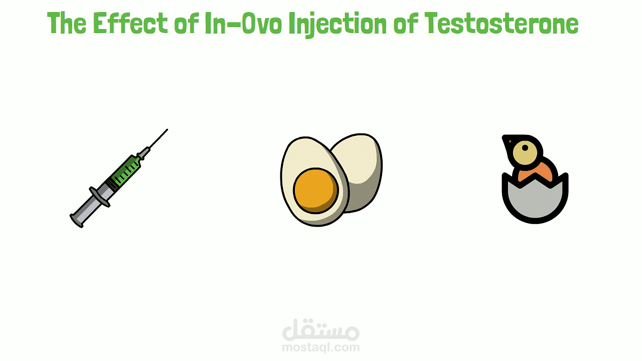 an animated video about The Effect of In-Ovo Injection of Testosterone in a Nutshell