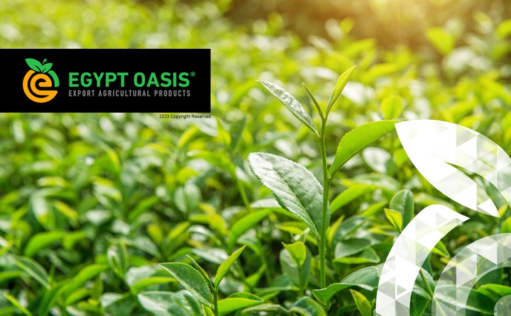 هوية شركة اجيبت اوسيس Egypt Osis Branding