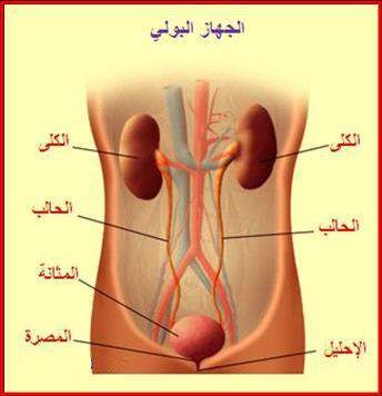 الأعمال الفسيولوجيه للجهاز البولي