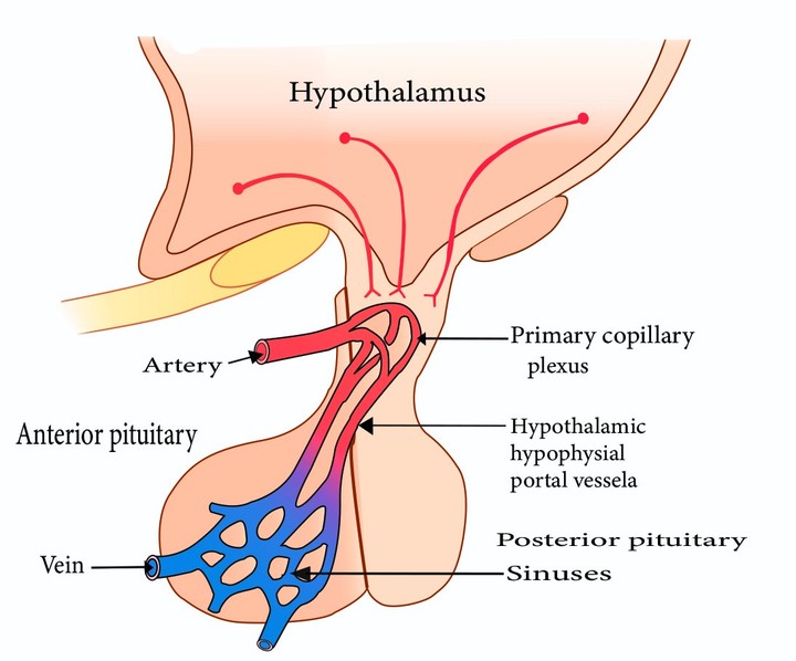 الوطاء hypothesis