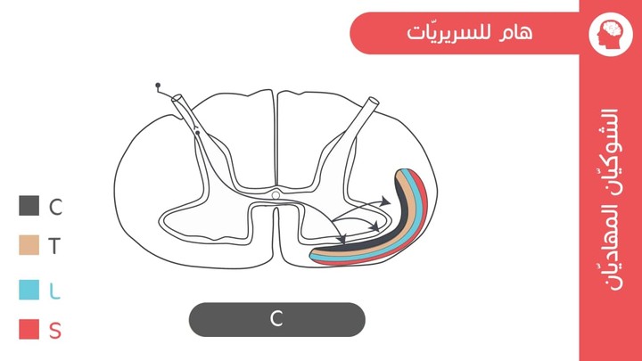 عروض تقديمية