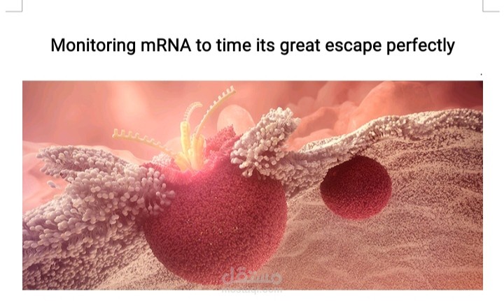 Monitoring mRNA to time its great escape perfectly