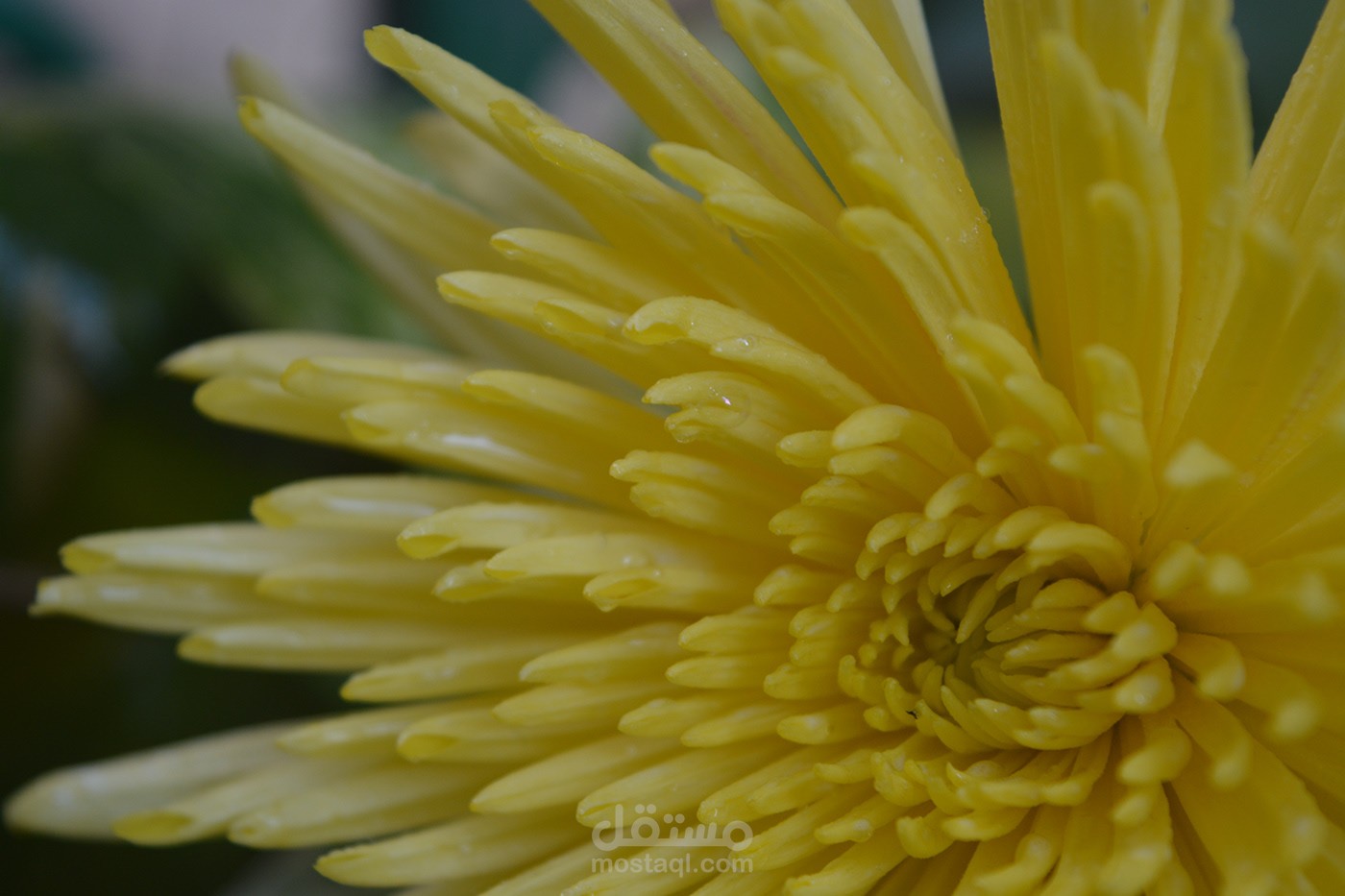 Macro