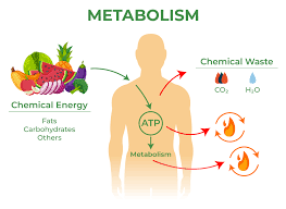 Eight factors affect metabolism