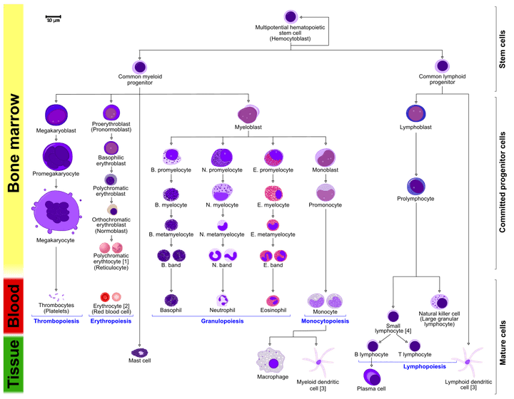 Granulopoiesis Morphology