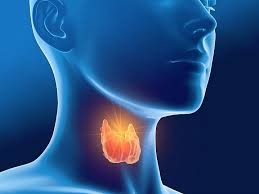 literature review on hypothyroidism