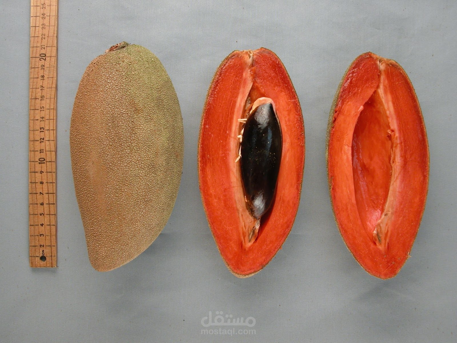 مقال مترجم عن زراعة فاكهة مامي سابوتا؛ خطوات زراعتها وطرق العناية بأشجار Mamey Sapote